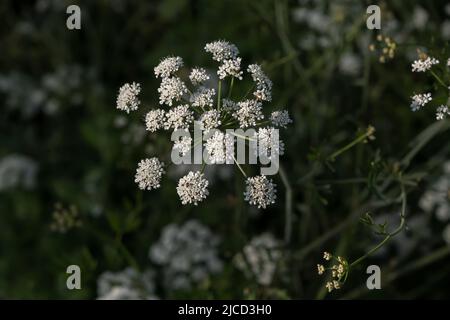 Hemlock-Wassertropfwort (Oenanthe crocata) giftige Pflanze weiß blühende Blume Stockfoto