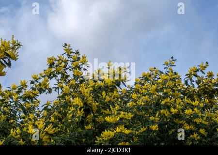 Akazie dealbata Silber wattle gelbe Blüten blühen Stockfoto