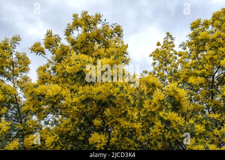 Akazie dealbata Silber wattle gelbe Blüten blühen Stockfoto