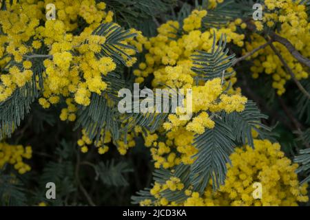 Akazie dealbata Silber wattle gelbe Blüten blühen Stockfoto