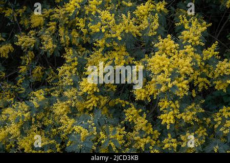 Akazie dealbata Silber wattle gelbe Blüten blühen Stockfoto