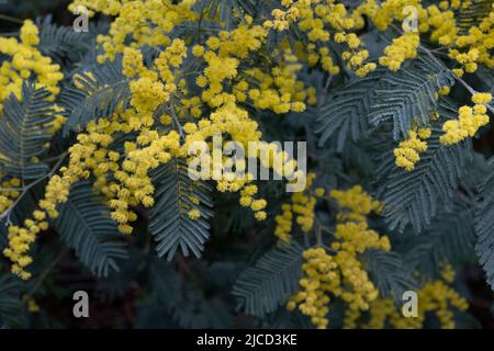 Akazie dealbata Silber wattle gelbe Blüten blühen Stockfoto
