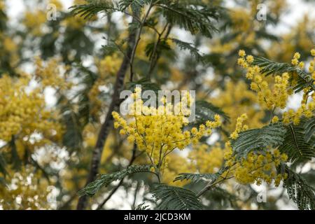 Akazie dealbata Silber wattle gelbe Blüten blühen Stockfoto