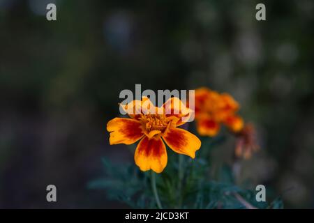 Blühende französische Ringelblume (Tagetes patula) Stockfoto