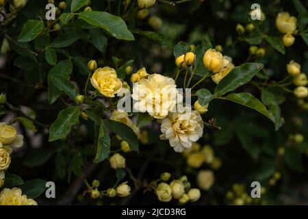 Die Rose der Lady Banks (Rosa banksiae) blassgelbe Blüten blühen im Frühling Stockfoto