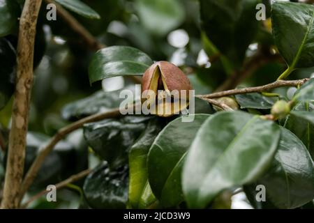 Japanische Kamelien (Camelia Japonica) aus nächster Nähe Stockfoto