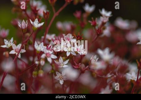 Weiße Steinbrote (Sedum Album) blühende Blumen Stockfoto