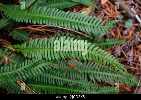 Hartfarn (Blechnum spicant) frische grüne Wedel, die in einem schattigen und feuchten Wald wachsen Stockfoto