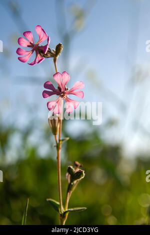 Silene colorata rosa Blüten blühen im Frühling Stockfoto