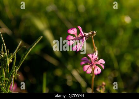 Silene colorata rosa Blüten blühen im Frühling Stockfoto