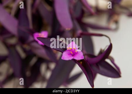 Tradescantia pallida (Purple Heart) blühende Blume aus nächster Nähe Stockfoto