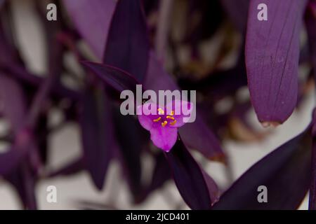 Tradescantia pallida (Purple Heart) blühende Blume aus nächster Nähe Stockfoto