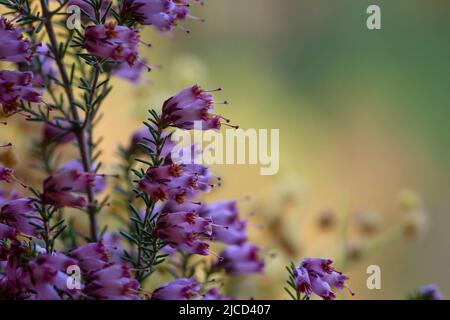 Detail der irischen Heide - Erica Erigenea - rosa Blüten Blüht im Frühling Stockfoto