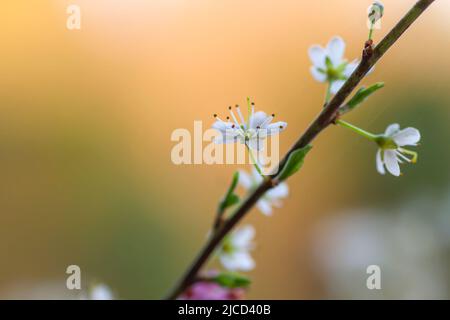 Prunus spinosa schwarzthron weiße Blüten blühen im Frühling Stockfoto