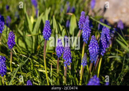 Traubenhyazinthe (Muscari vernachlässectum) blau-violette, urnenförmige Blüten Stockfoto