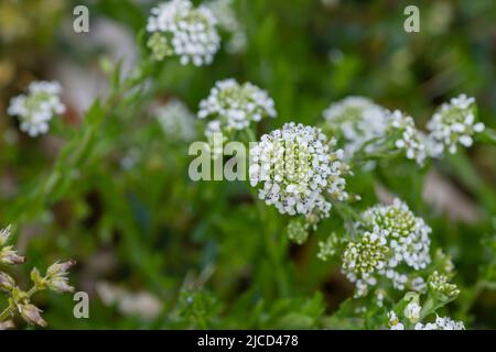 Lepidium virginicum oder virginia-Pfefferunkrautpflanze blühende weiße Blüten aus nächster Nähe Stockfoto