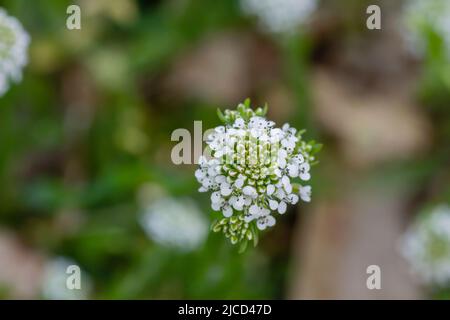 Lepidium virginicum oder virginia-Pfefferunkrautpflanze blühende weiße Blüten aus nächster Nähe Stockfoto