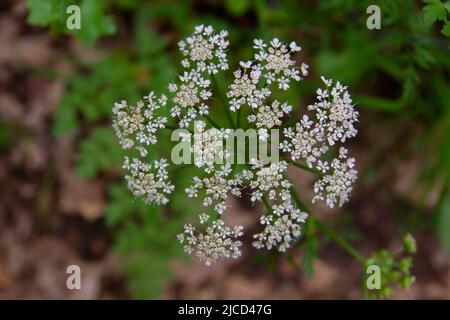 Aegopodium podagraria, bekannt als Ground Holunder oder Herb Gerard, Doldenkopf Draufsicht Stockfoto