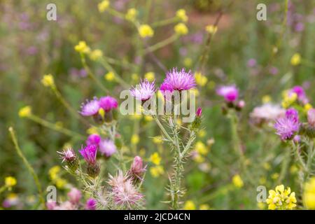 Cirsium tuberosum (tuberöse Distel) lila Blüten Stockfoto