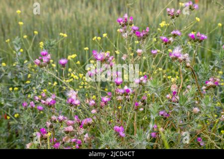 Cirsium tuberosum (tuberöse Distel) lila Blüten Stockfoto