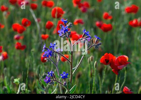 Anchusa azurea (italienischer Glanz) blau violettblüht auf einem roten Mohnfeld (Papaver Rhoeas) Stockfoto