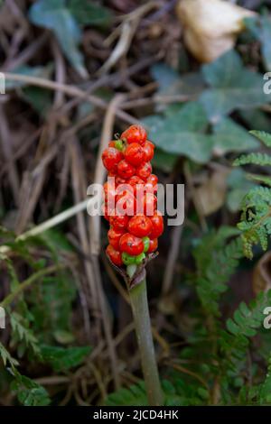 Italienische Arum (Arum italicum) reife Beeren Stockfoto