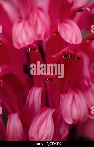 Brasilianische Plume Blume (Justicia carnea) tiefrosa gefärbte Blütenblätter aus nächster Nähe Stockfoto