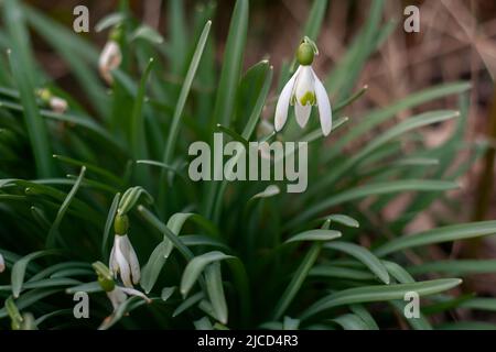 Gewöhnliche Schneeglöckchen (Galanthus nivalis), weiße Blüten, die im frühen Frühjahr blühen Stockfoto