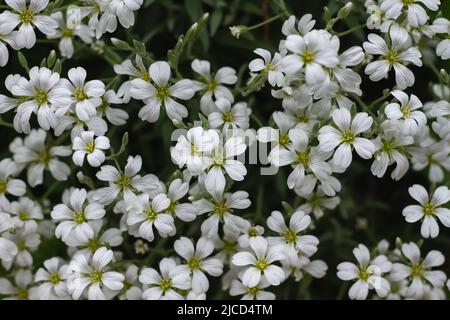 Cerastium tomentosum (Schnee im Sommer) Bodenbedeckung Pflanze weiße Blüten Stockfoto