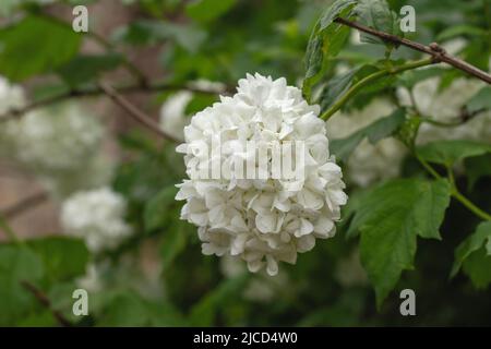 Schneeballbaum (Viburnum opulus), weiße Blüten Stockfoto