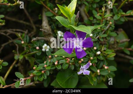 Vinca Major (größere Periwinkle) lila Blume Stockfoto