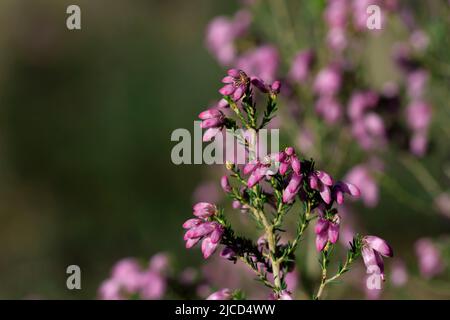 Detail der irischen Heide - Erica Erigenea - rosa Blüten Blüht im Frühling Stockfoto