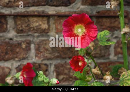 Hollyhock (Alcea rosea) rote Blüten Stockfoto