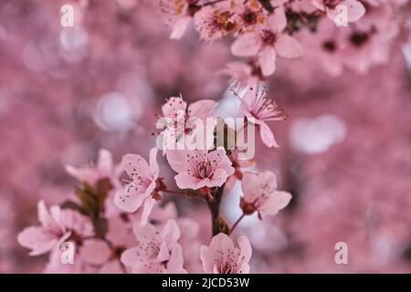 Blühende prunus cerasifera Kirsche Pflaume Frühling rosa Blüten Stockfoto