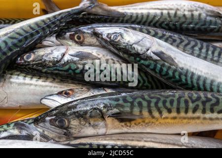 Frisch Gefangener Makrele, Fischmarkt, Split, Kroatien Stockfoto