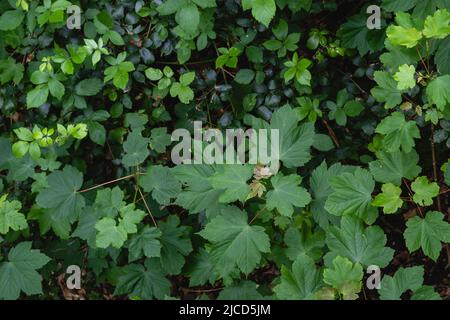 Platanen-Ahorn (Acer pseudoplatanus) Laubbaum frisch grün Frühling neues Laub Stockfoto