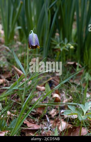 Fatillaria pyrenaica (Fatillaria pyrenaica), violette Blume Stockfoto