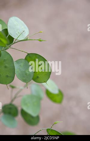 Grüne Samenpfoten, einjähriges Ehrlichkeits-Geldarmkraut (Lunaria annua) Stockfoto