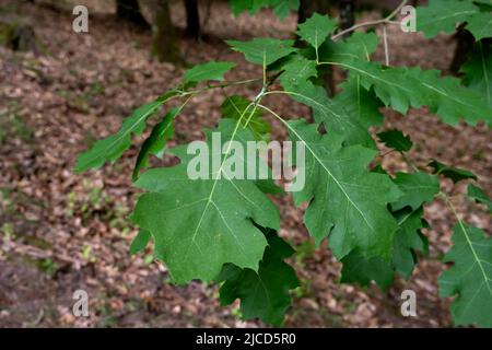 Nördliche rote Eiche (Quercus rubra) frühlingshafte grüne Blätter Stockfoto
