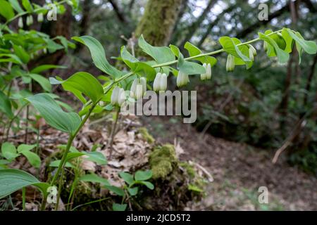 Eckige Solomon-Robbe (Polygonatum odoratum) blühende weiße hängende röhrenförmige Blüten Stockfoto