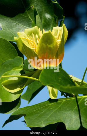 Tulpenbaum, Blume, Liriodendron tulipifera Stockfoto