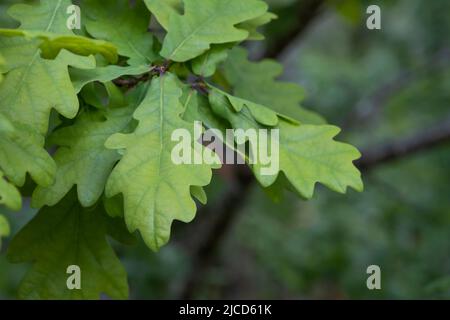 Europäische Eiche (Quercus robur) frühlingshafte neue Blätter Stockfoto