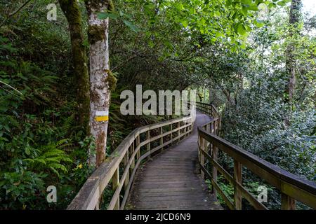 Holzsteg im grünen Atlantik-Wald im Mao River Canyon, Riveira Sacra, Galicien, Spanien Stockfoto