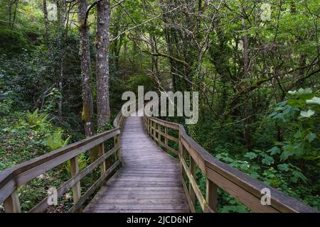 Holzsteg im grünen Atlantik-Wald im Mao River Canyon, Riveira Sacra, Galicien, Spanien Stockfoto