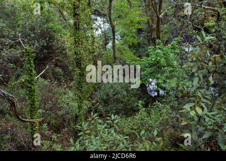 Gemäßigter Laubwald in Galicien im Frühling Stockfoto