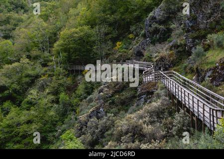 Holzsteg im grünen Atlantik-Wald im Frühling entlang des Mao River Canyon, Riveira Sacra, Galicien, Spanien Stockfoto