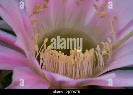 Kaktusblüte der Sorte Echinopsis oxygona Stockfoto