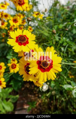 Coreopsis basalis , Golden Wave Coreopsis eine rote und gelbe Wildblume, die im kalifornischen Garten wächst Stockfoto