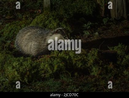 Dachs (Meles meles), Fütterung in der Nähe von Woodland Gate, Dumfries, SW Schottland Stockfoto