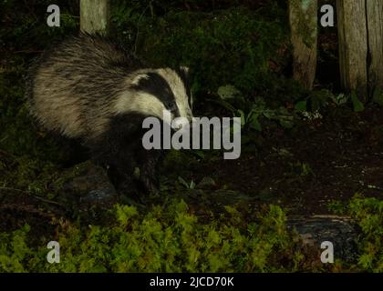 Dachs (Meles meles), Fütterung in der Nähe von Woodland Gate, Dumfries, SW Schottland Stockfoto